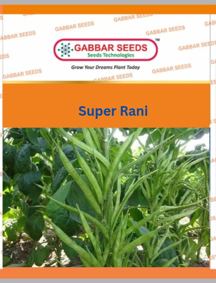 Super-Rani